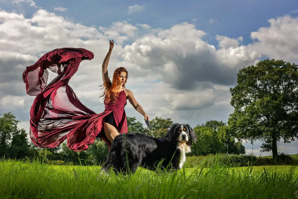 Milo The Bernese Mountain Dog And Hannah