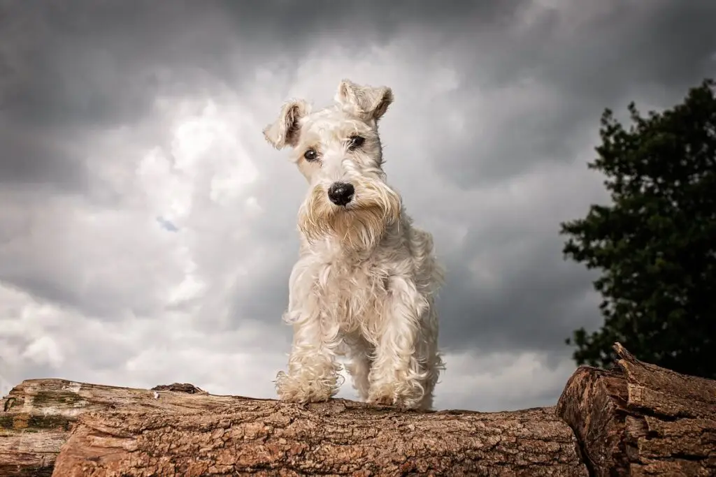 Miniature Schnauzer